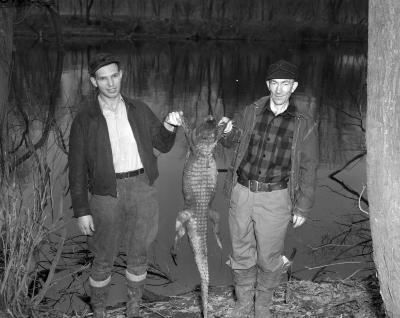 Alligator found in Grand River