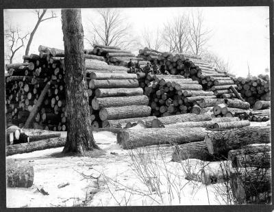 Logging, lumbering