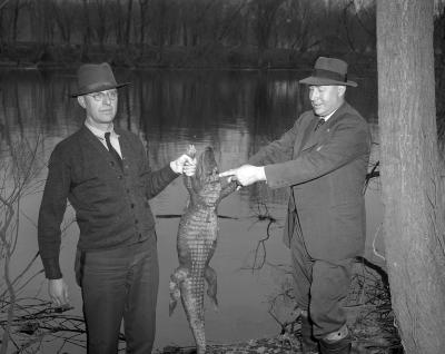 Alligator found in Grand River