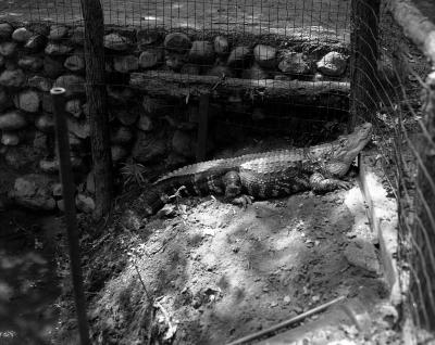 Alligator, John Ball Park Zoo
