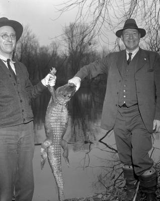Alligator found in Grand River