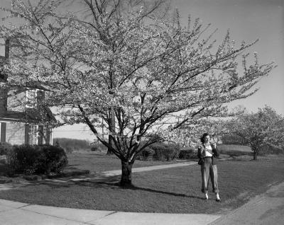 Barkewell, Mrs., Cherry Trees