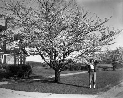Barkewell, Mrs., Cherry Trees
