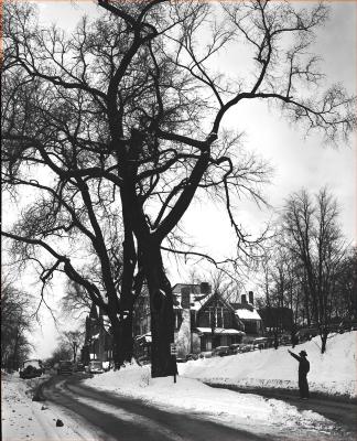 Trees on Bostwick Avenue